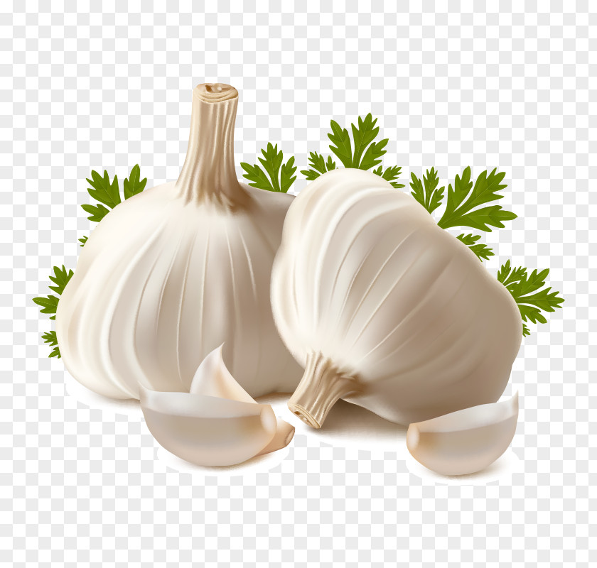 Garlic Clove Bread Oil Clip Art PNG