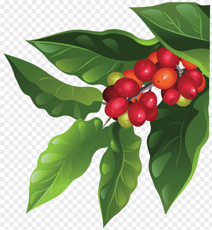 Plants Coffee Bean Berry Arabica Fruit PNG