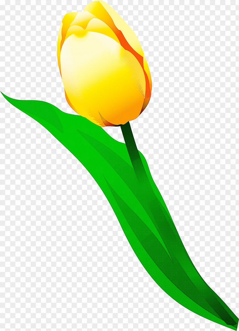 Tulip Yellow Flower Plant Lily Family PNG