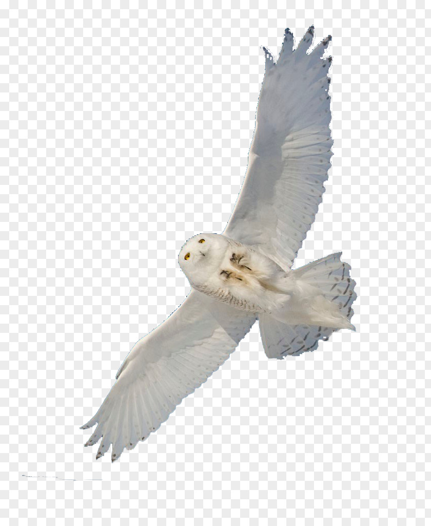 White Owl Snowy Bird Hawk PNG