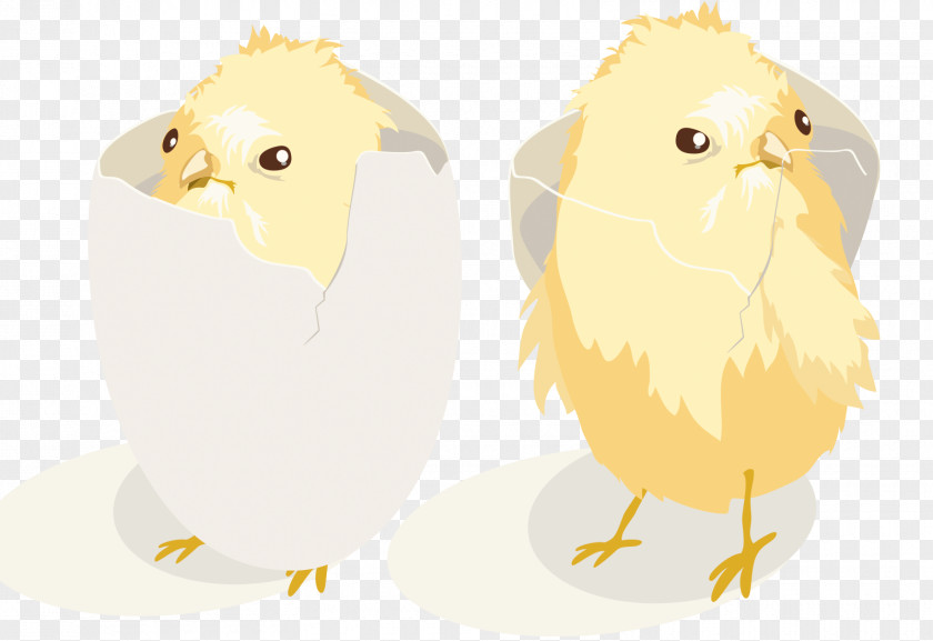 Broken Shell Chick Chicken Collection Euclidean Vector Illustration PNG