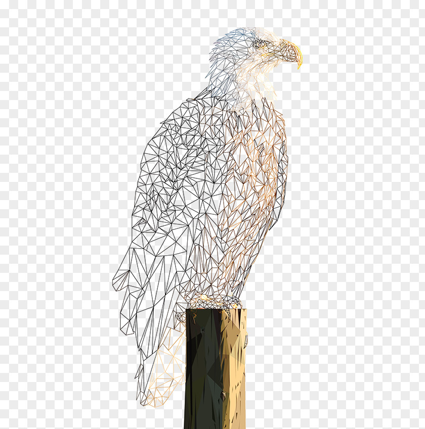 Eagle Bald Hawk Buzzard PNG