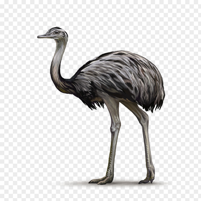 Ostrich Common Bird Greater Rhea Ratite Emu PNG