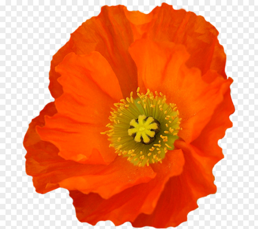 Poppy Clip Art PNG