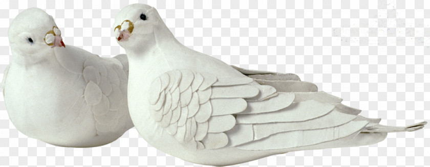 Rock Dove Columbidae Homing Pigeon Clip Art PNG