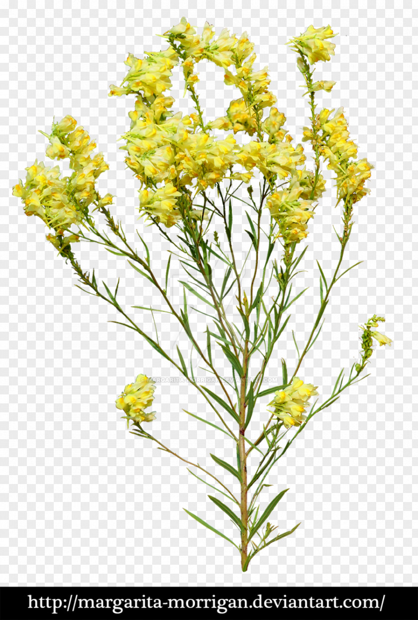 Yellow Flowers Flower Plant PNG