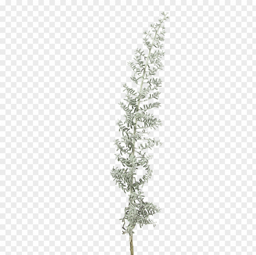 American Larch Grass White Tree Plant Twig Branch PNG