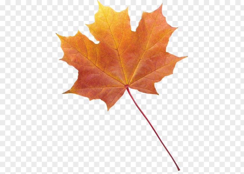 Autumn Leaf Color Desktop Wallpaper PNG