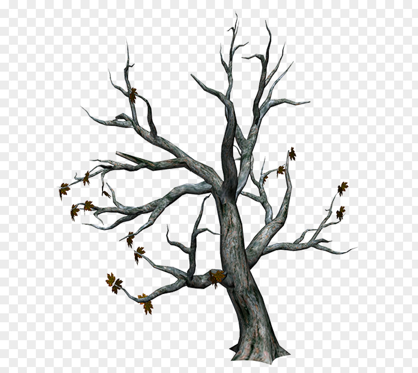 Autumn Trees Tree Trunk Branch PNG