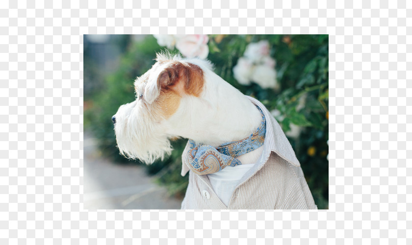 Dog Wearing Tie Breed Shih Tzu Companion Clothes PNG