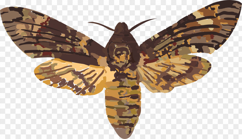 Hawk Insect Acherontia Atropos Death Sphingidae Moth PNG