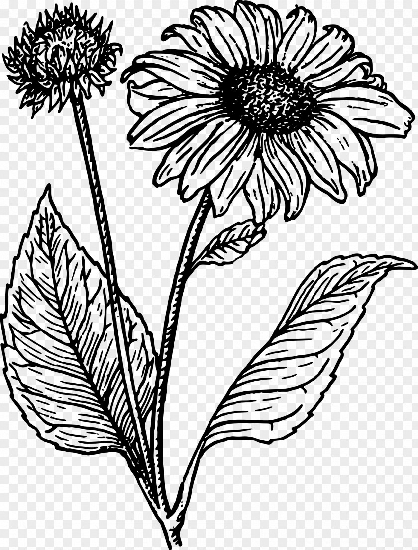 Sunflower Vector Drawing Line Art Clip Sketch Common PNG