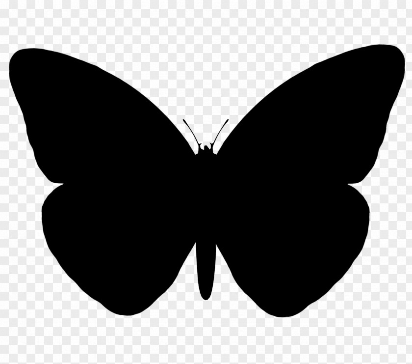 Butterfly Vector Graphics Silhouette Image PNG