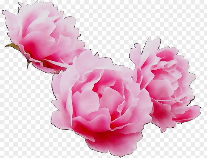 Cabbage Rose Garden Roses Peony Cut Flowers Herbaceous Plant PNG