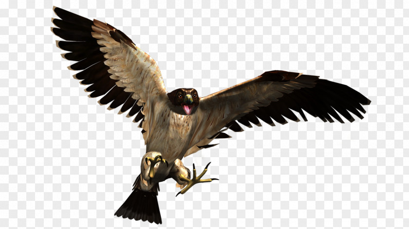 Owl Bald Eagle Wildlife Animal PNG