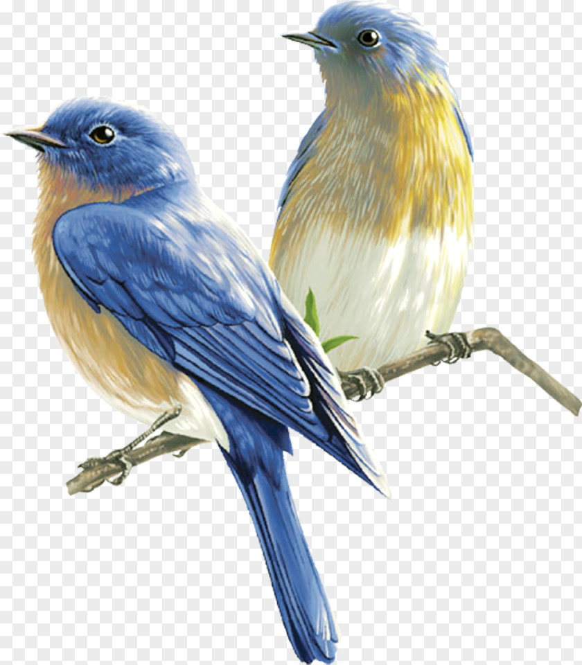 Birds Songbird Clip Art PNG