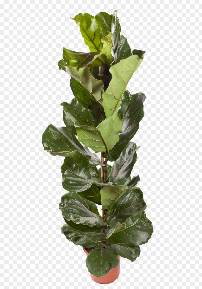 Bougainvillea Houseplant Fiddle-leaf Fig Common Chlorophytum Comosum PNG