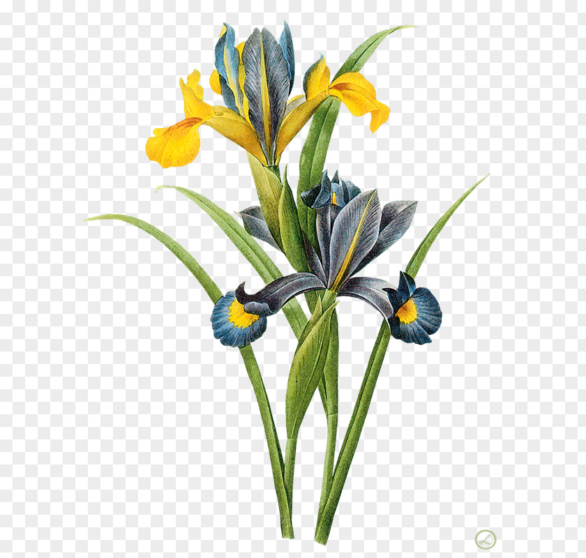 Iris Watercolor Painting Botanical Illustration Printmaking Art PNG
