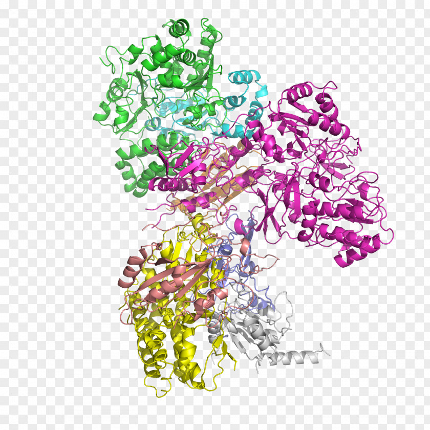 NADH:ubiquinone Oxidoreductase Nicotinamide Adenine Dinucleotide Succinate Dehydrogenase Protein Subunit PNG