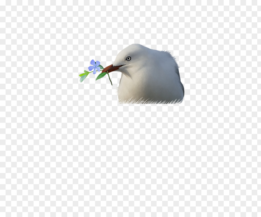 Seagull Beak Feather Sky Plc PNG