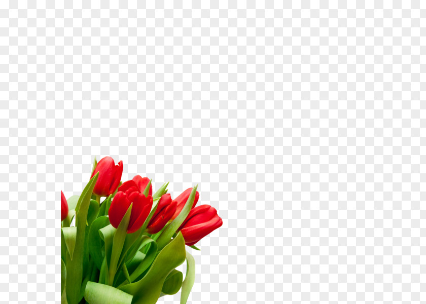 Tulip Flower Bouquet Desktop Wallpaper Cut Flowers PNG