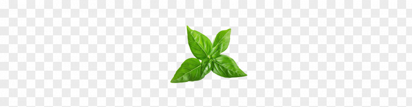 Basil Leaf Plant Stem PNG