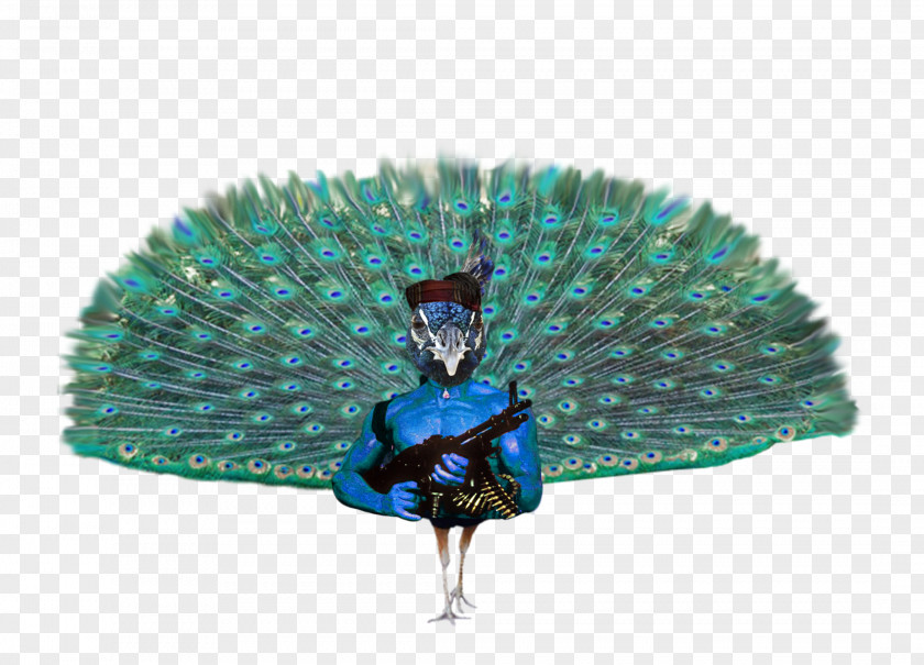 Bird Pavo Feather PNG