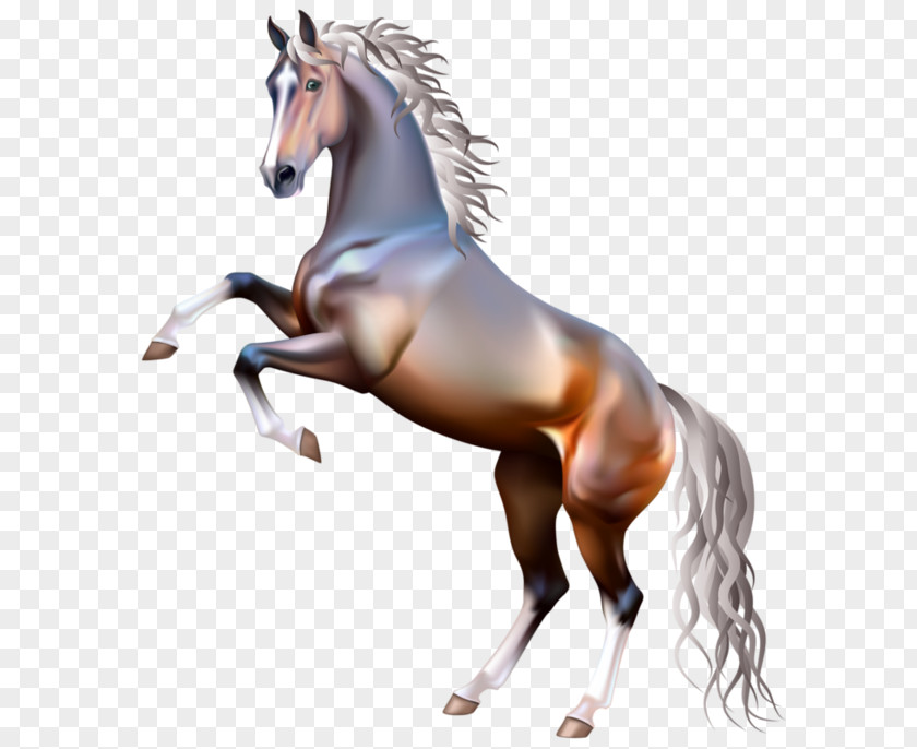 Mustang Arabian Horse American Paint Rearing White PNG