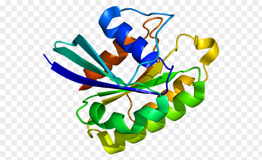 Protein RAB5A Ras Subfamily Phagosome PNG