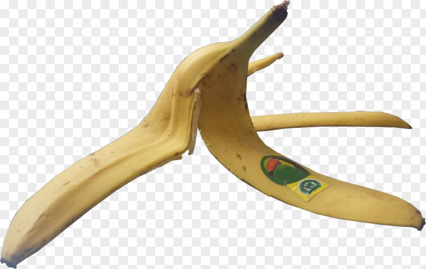 Banana Tumblr Lighting Reptile Lizard PNG