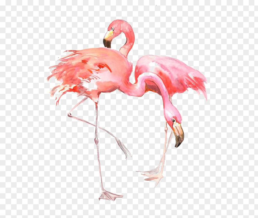 Drawing Flamingos Flamingo AllPosters.com Printing Painting Printmaking PNG