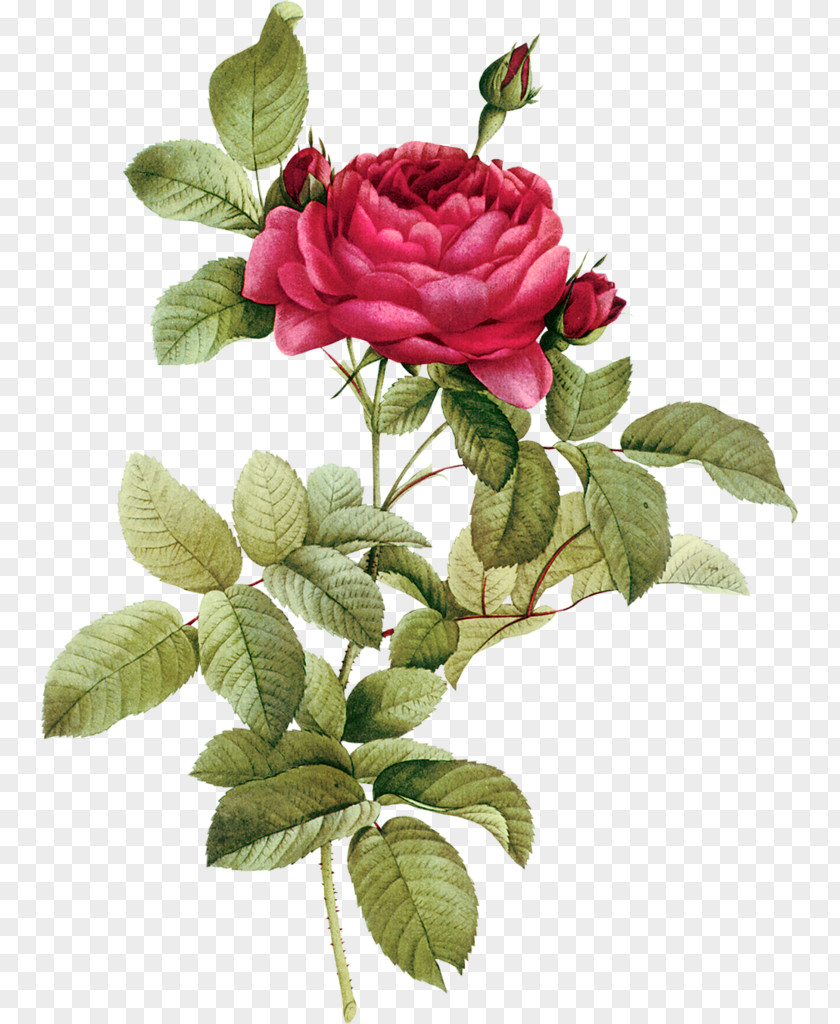 Flower Vintage Stock Photography Death Rose PNG