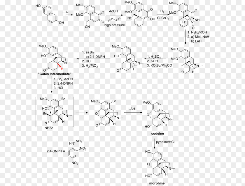Total Synthesis Of Morphine And Related Alkaloids Chemistry Pale Blue Dot PNG
