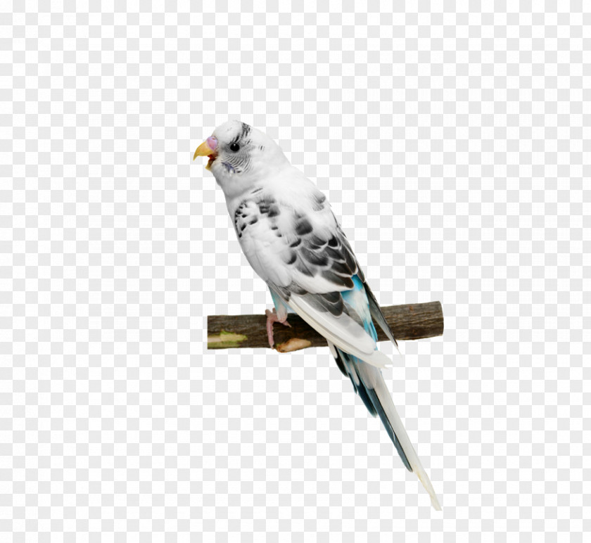 White Parrot Pictures PNG