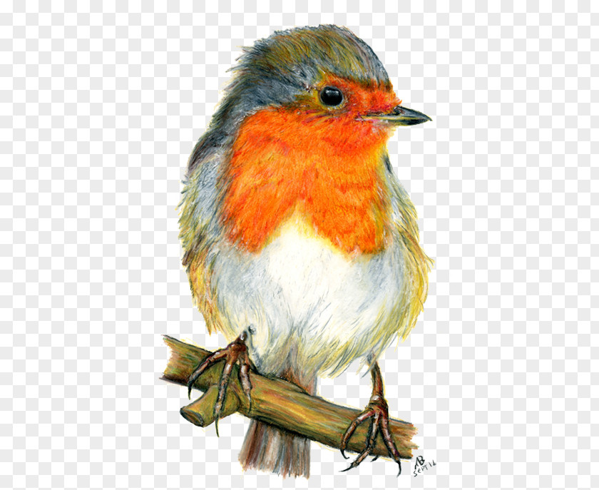 Watercolor Animals European Robin Bird Drawing Painting PNG