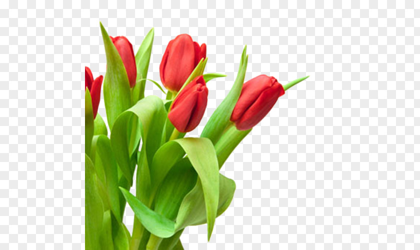 Bouquet Of Red Tulips In Kind Tulip Flower White PNG