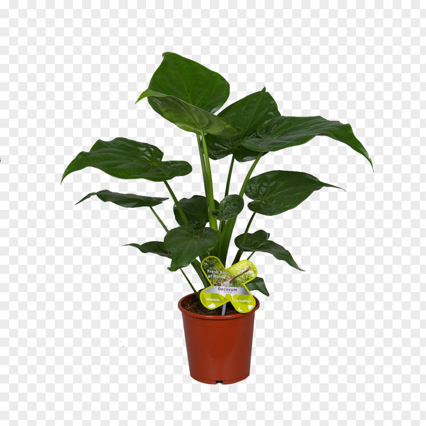 Leaf Flowerpot Houseplant Plant Stem PNG