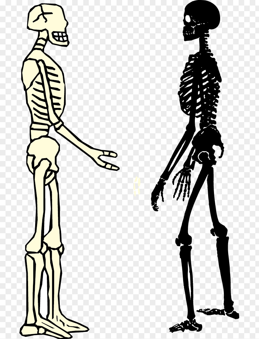 Male And Female Skeleton Human Homo Sapiens Bone PNG