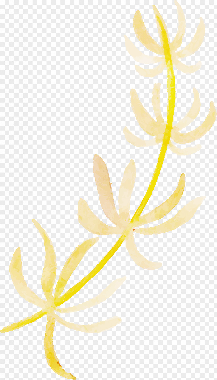 Plant Stem Flower Leaf Petal Yellow PNG