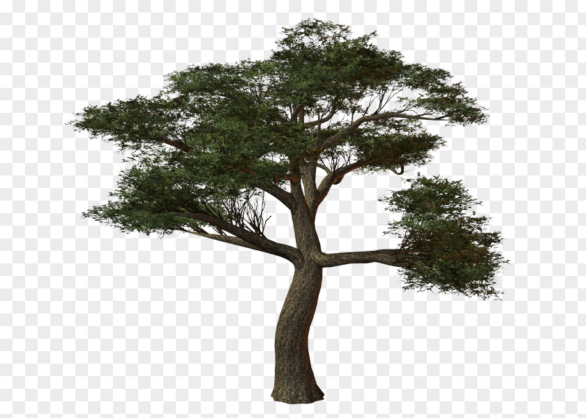 Tree Oak Shrub Mane PNG