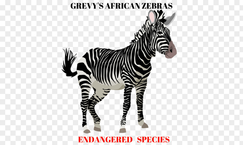 Zebra Horse Clip Art PNG