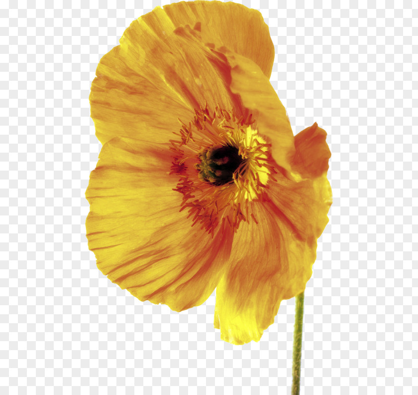 Flower Poppy Depth Of Field Stock Photography PNG
