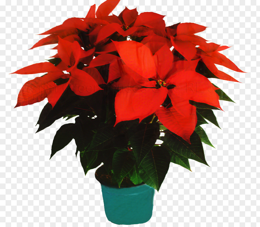 Poinsettia Christmas Day Clip Art Plants Holly PNG
