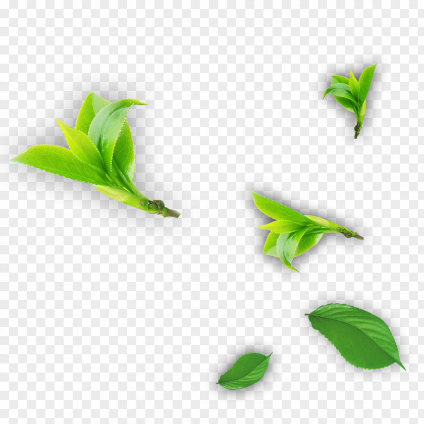 Tea Leaf PNG