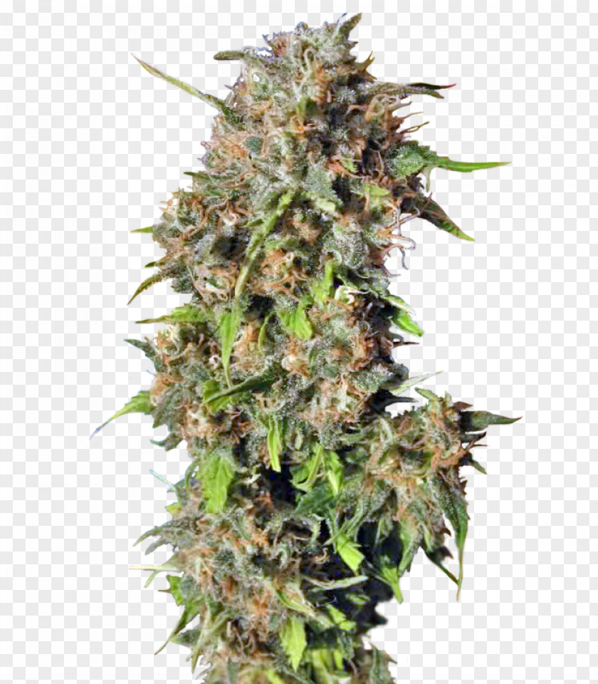 Cannabis Feminized Sativa Narcotic Seed PNG