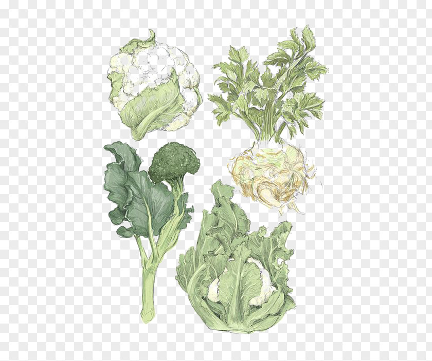 Hand-painted Vegetable Spring Greens Printmaking Cauliflower Illustration PNG