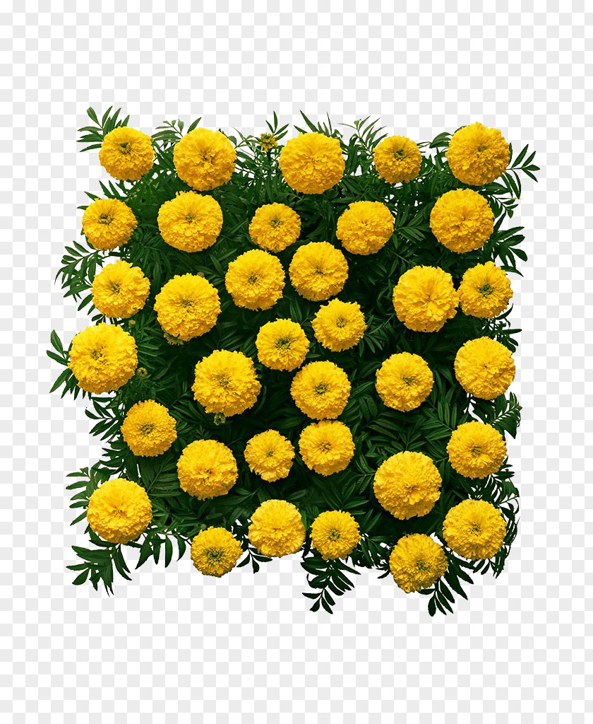Square Marigold High Definition Pictures Chrysanthemum Mexican Flower PNG