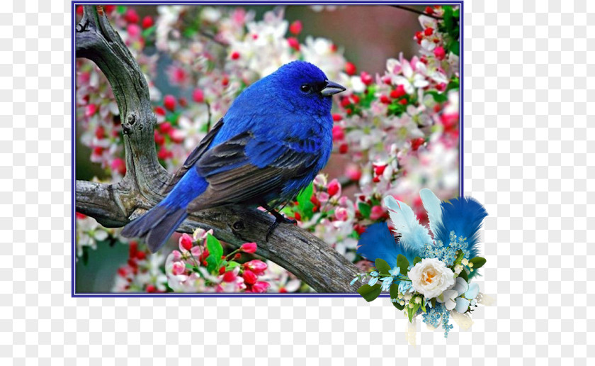 Bird Desktop Wallpaper Display Resolution Download PNG