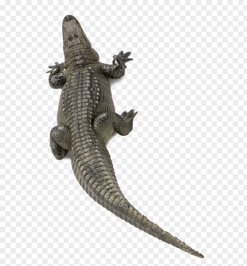 Cold-blooded Alligators Nile Crocodile American Alligator Agamidae PNG