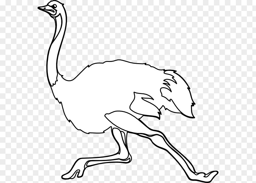 Common Ostrich Black And White Drawing Clip Art PNG